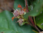 Trailing arbutus